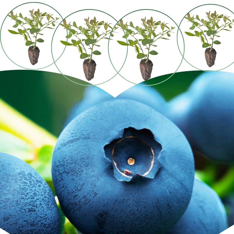 3 Rare Sweet Blueberry Bushes Seedlings, High-Yield Blueberry Trees Live Plants, 6 Months Old, Starter 3-6" in Tall, Cold Hardy Zones 4-7