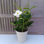 2 White Mandevilla Bush Plants, 5 to 7 Inc in Height, Mandevilla Live Plant, Mandevilla Plants Live