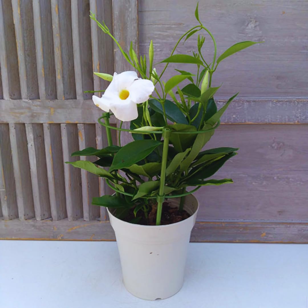 2 White Mandevilla Bush Plants, 5 to 7 Inc in Height, Mandevilla Live Plant, Mandevilla Plants Live