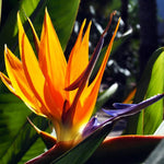 Sets 2 Orange Bird of Paradise Plants Live, Striking Blue Orange Blooms, 5 to 9 Inc Tall, No Pot, Tropical Houseplant, Exotic and Vibrant Color