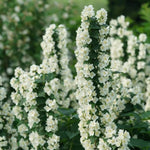 Potted Mock Orange Trees Live Plants, 6-12" Philadelphus Very Fragrant Climbing Bush Shrub Tree, White Blooms