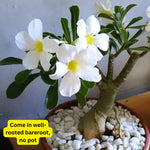 White Desert Rose Plant Live, 4-7" Tall, Adenium Obesum Well-Rooted Succulent for Indoor Outdoor Displays