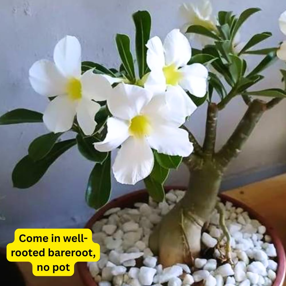 White Desert Rose Plant Live, 4-7" Tall, Adenium Obesum Well-Rooted Succulent for Indoor Outdoor Displays
