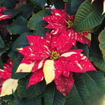 2 Poinsettia Plants Live, Variegated Poinsettia Flowers Christmas Decorations, Holiday Houseplant, Poinsettias Trees Plants, No Pot, 5-9" Tall