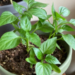 2 Plants Jalapeno Pepper Live Plants Per Pot, 100 Days Old Pepper Plant Well Rooted Seedlings, Hot Peppers for Year Round Harvesting