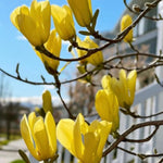Magnolia Tree Live Plant 4-8 Inches, Pink Blooms Magnolia Bush, Fragrant Magnolia for Growing (Yellow Magnolia)