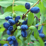 Live Sweet Honeyberry Plant, Blue Honey Berry Tree, Perennial Haskap Plants, 6 to 8 Inch Tall for Growing