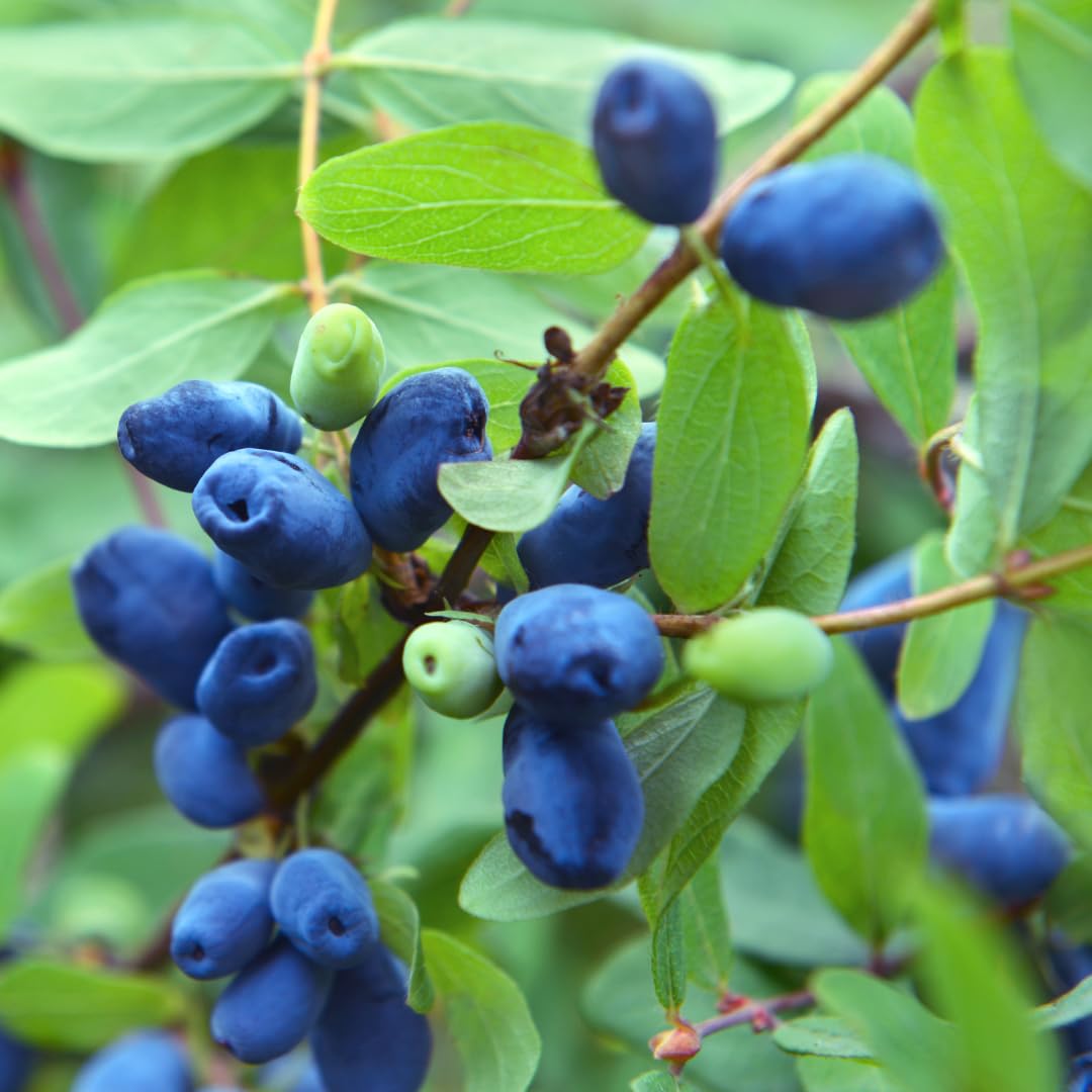 Live Sweet Honeyberry Plant, Blue Honey Berry Tree, Perennial Haskap Plants, 6 to 8 Inch Tall for Growing