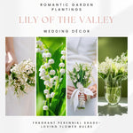 10 Lily of The Valley Bulbs, Hardy Perennial Flower Bulbs with White Blooms for Garden Planting, Fragrant Lily Bulbs