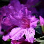 Pack 2 Pink Azalea Plants Live, Rhododendron Azalea Tree Live Plants Like, 5-9 Inches in Tall, Spring Blooms