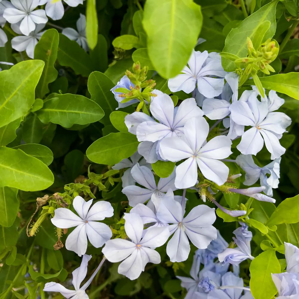 White Plumbago Live Plant, 4-6 Inches Tall in 4 Inch Pot, Plumbago Vine Plant for Planting, Vibrant Flowering Starter Plant