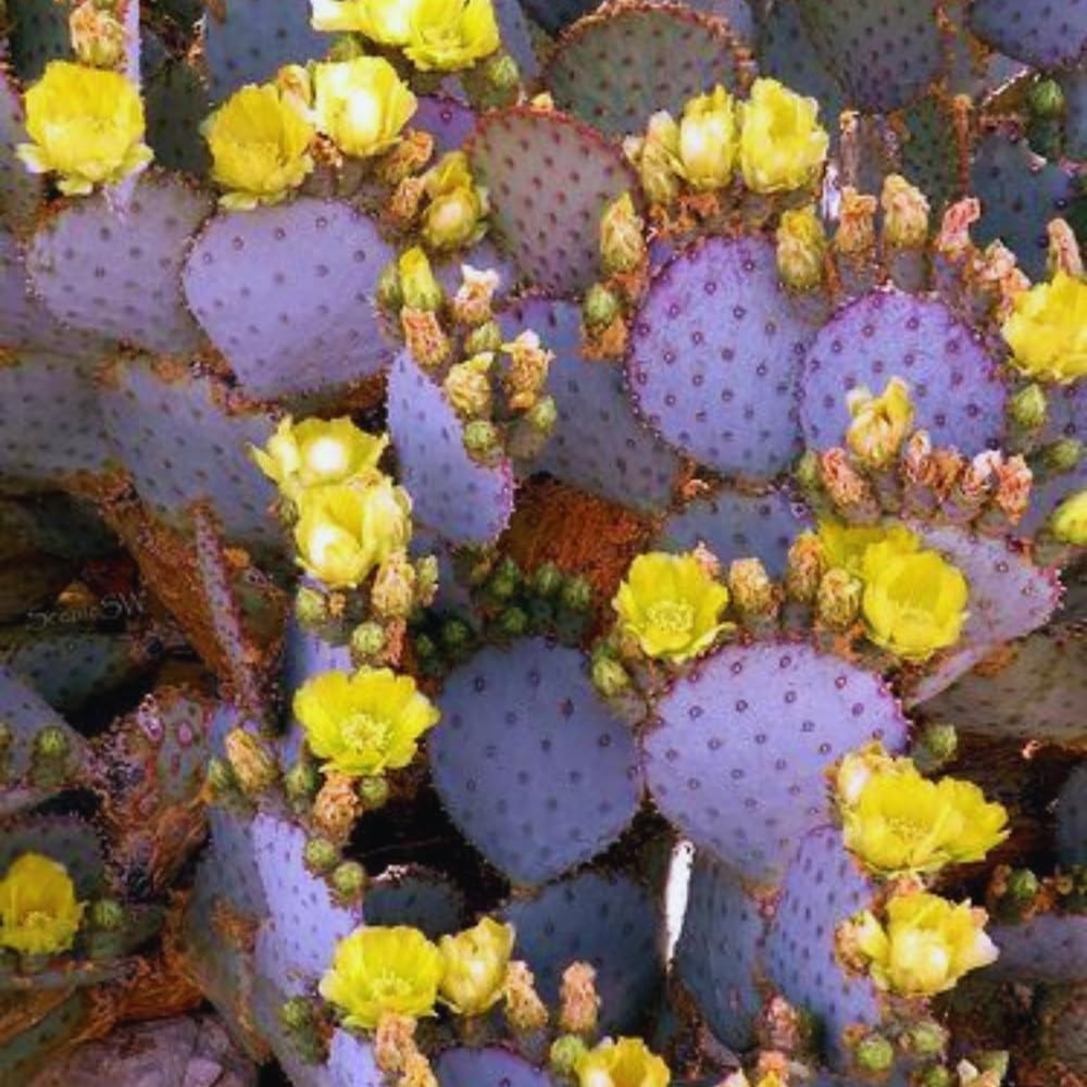 Purple Prickly Pear Cactus Plant Live, Succulents Plant Live, 3 Inc Potted, Gardening Growing