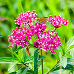 4 Milkweed Plants Live, Pink Butterfly Milkweed Asclepias Tuberosa Perennial Wildflowers Swamp Common Bush, 5-9" in Tall, No Pot