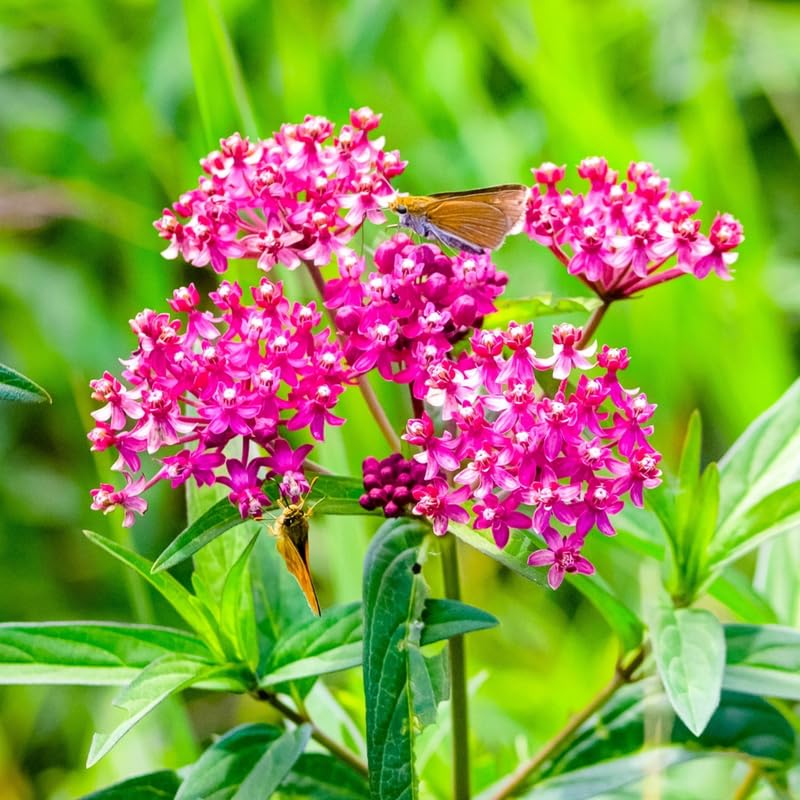4 Milkweed Plants Live, Pink Butterfly Milkweed Asclepias Tuberosa Perennial Wildflowers Swamp Common Bush, 5-9" in Tall, No Pot