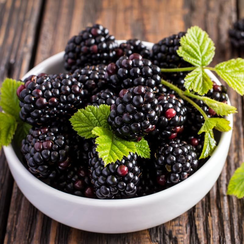 2 Thornless BlackBerry Plants Live for Planting, BlackBerry Bushes Live Plants 5 to 8 Inc Tall, Blackberries Fruit (Navaho BlackBerry)