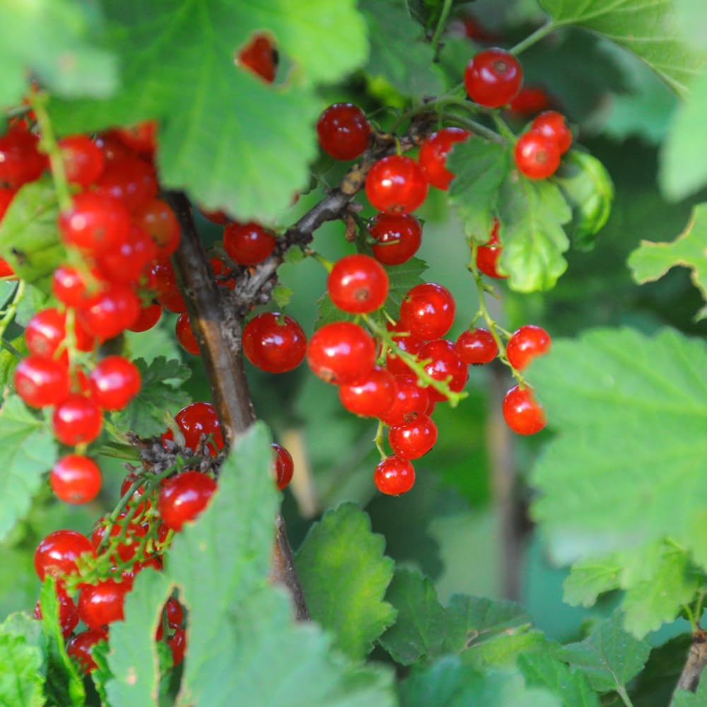 Currant Bush Live Plant for Planting, 6 to 9 Inc Tall Red Currant Plant Live Gardening Indoor Outdoor
