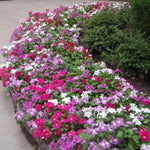 2 Mix Vinca Plants Live Ground Cover, 3-6" Tall Trailing Vinca Flowers for Garden Beds, Pots, Outdoor Landscaping, in Pot