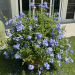 Set 2 Pots Blue Plumbago Plants, 4-6" Tall Plumbago Live Plant in 4 Inch Pot, Great for Trellis, Containers, Perennial Hardy Blue Flower Plant