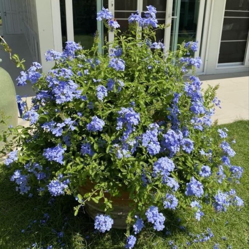 Set 2 Pots Blue Plumbago Plants, 4-6" Tall Plumbago Live Plant in 4 Inch Pot, Great for Trellis, Containers, Perennial Hardy Blue Flower Plant