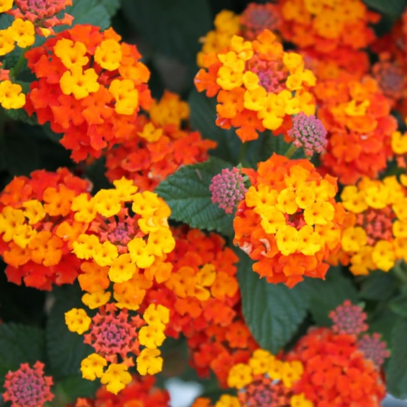 4 Colorful Perennial Lantana Trees Live Plants, Orange Blooms, Hardy and Long Blooming Seasons, Fragrant, 5-10" in Tall, Full Sun Growing