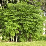 Moringa Tree Plant Live in 4 Inch Pot, Moringa Oleifera Drumstick Tree, Malunggay Trees Live Plants for Planting, 2 Plants per Pot