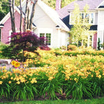 Set 10 Golden Yellow Daylily Bulbs for Planting, Hardy Perennial Lily Roots for Colorful Summer Blooms