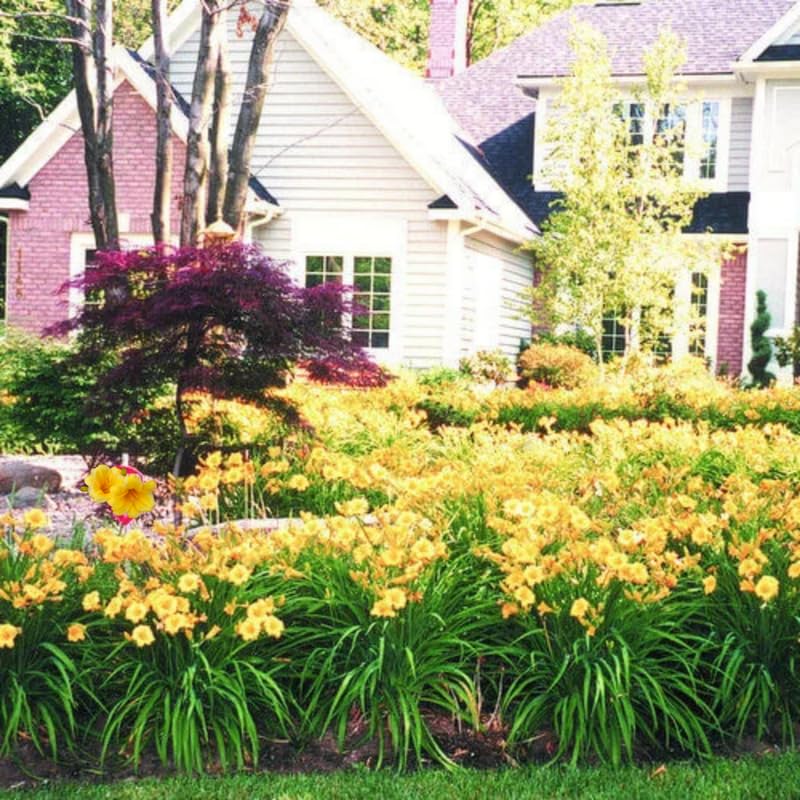Set 10 Golden Yellow Daylily Bulbs for Planting, Hardy Perennial Lily Roots for Colorful Summer Blooms