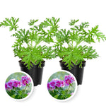 2 Pots Citronella Plants Live, Citronella Geranium Live Plants, 2 Plants per Pot, 4-7 Inch Tall Fragrant Perennial Herbs