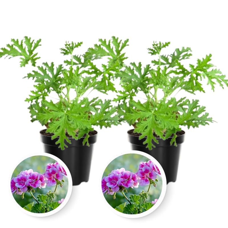 2 Pots Citronella Plants Live, Citronella Geranium Live Plants, 2 Plants per Pot, 4-7 Inch Tall Fragrant Perennial Herbs