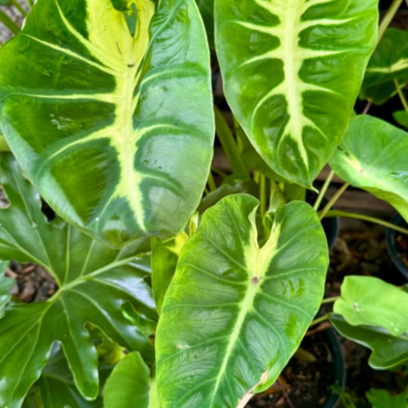 Elephant Ear Plants, Rare Colocasia Plant Live, Perennial Esculenta Taro Alocasia 4-8 Inch Tall, Indoor Outdoor Garden (Sunrise)