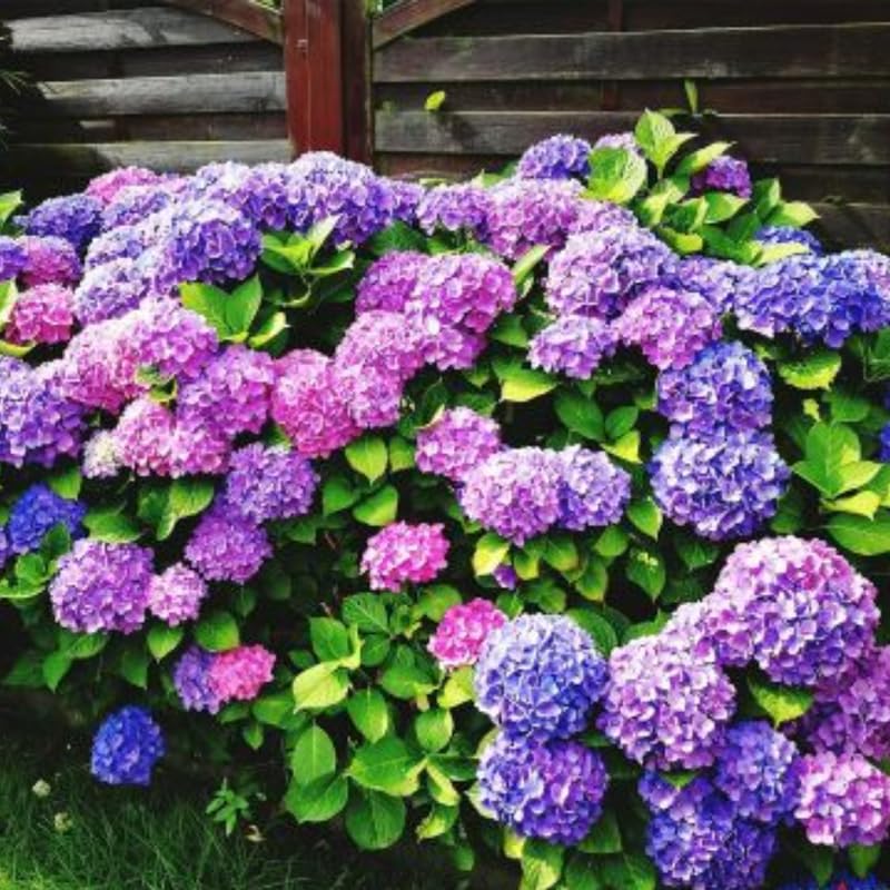 Reblooming Hydrangea Flowers, Hardy Hydrangea Plant Live Bush Shrub, 5-8" Tall Well-Rooted for Garden, Change Colors (Purple Blue Pink)