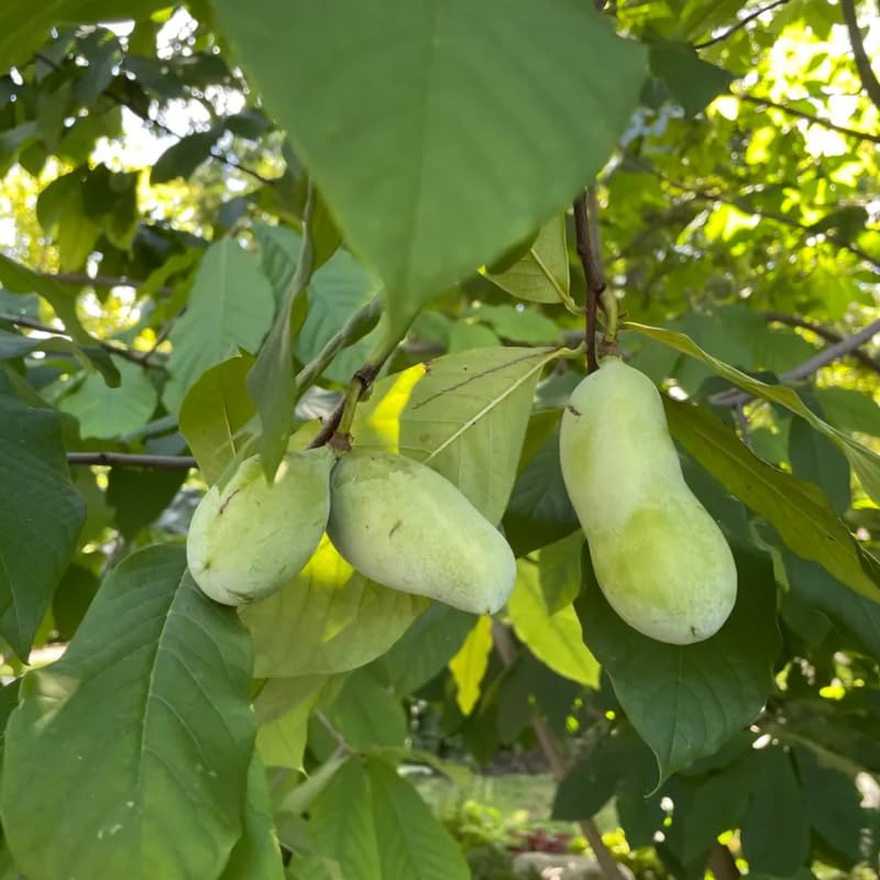 2 Pots Pawpaw Trees Live Plants, 6-12" Tall, Quart Pots, Hardy Paw Paw Fruit Trees for Outdoor Planting