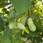 2 Common Pawpaw Fruit Tree, 6-12 Inch Tall Quart Pot, Cold Hardy Paw Paw for Garden or Orchard