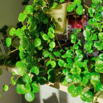 2 Plectranthus Swedish Ivy Plants Live 5-8 Inc Height, Green Swedish Ivy Live Plant, Swedish Ivy Mint Starter Plants