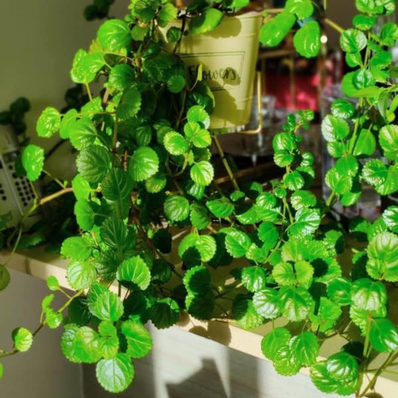 2 Plectranthus Swedish Ivy Plants Live 5-8 Inc Height, Green Swedish Ivy Live Plant, Swedish Ivy Mint Starter Plants