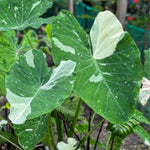 Colocasia Esculenta, Colocasia Live Plant, Elephant Ears Live Plant, Esculenta Taro Live Houseplant, 5-8 Inc Tall, No Pot (Rare Colocasia)