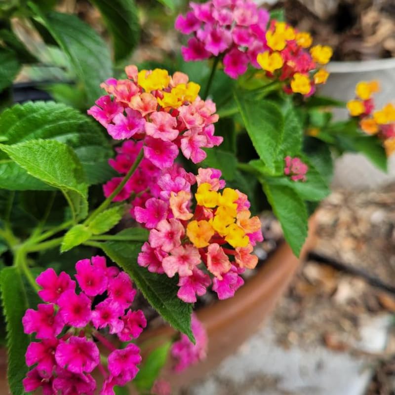 2 Rose Lantana Plants Live, Colorful Perennial, Long-Blooming and Very Hardy, Size 5 to 12 Inches in Tall, Well-Rooted, Outdoor Planting