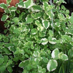 2 Pineapple Mint Plants Live Clumps Potted, Size 5-9" in Tall, Fresh Mints Herb for Indoor Outdoor Growing, Culinary Gardening, Cold Hardy and Fast-Growing