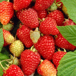 Everbearing Raspberry Bush Plant Live, Cold Hardy, Raspberries Plants Established Roots Live for Planting, 1 Plant 5-9 Inc Tall, No Pot (Red)