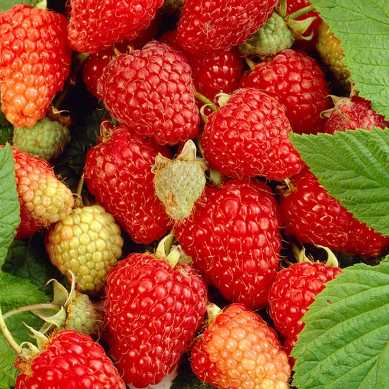 Everbearing Raspberry Bush Plant Live, Cold Hardy, Raspberries Plants Established Roots Live for Planting, 1 Plant 5-9 Inc Tall, No Pot (Red)