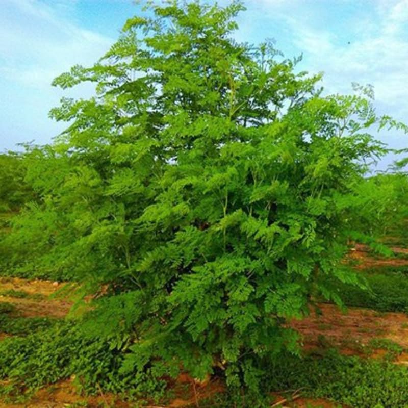 1 Moringa Tree Live Plant, 6-8 Inc Moringa Plants Live, Drumstick Horseradish Tree, Herb Malunggay Plants for Planting, No Pot