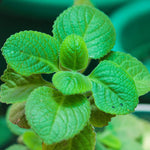 2 Green Cuban Oregano Plants Live, 4-6" Tall Spanish Thyme Mexican Mint for Indoor Outdoor Growing