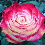 Rose Plant Live for Planting, Bareroot 6-10 Inch Tall, Climbing Vine Bush Shrub for Flowering (Cherry Rose)