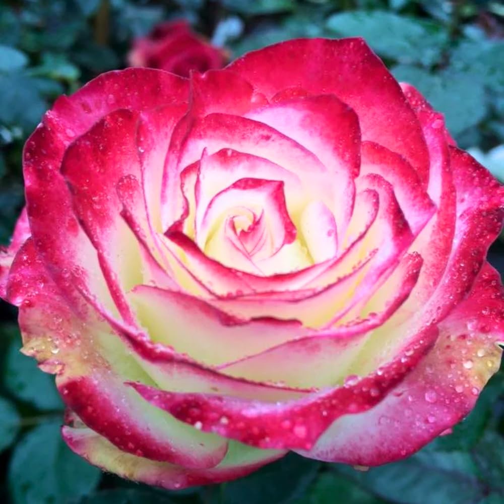Rose Plant Live for Planting, Bareroot 6-10 Inch Tall, Climbing Vine Bush Shrub for Flowering (Cherry Rose)