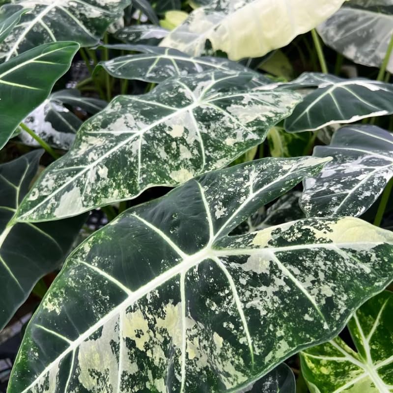 Alocasia Live Plant, Rare Elephan Ear Indoor Plant, Tropical Houseplant for Home and Garden Decor 4-9 Inches - White Green