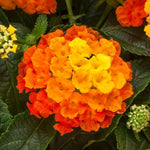 2 Orange Lantana Plants Live, Colorful Perennial, Long-Blooming and Very Hardy, Size 5 to 12 Inches in Tall, Well-Rooted, Outdoor Planting