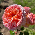 Rose Live Plant for Planting, Fragrant Hybrid Rose Bush, 5-10” Tall, Ready to Grow Flowering Shrub for Outdoor Garden, No Pot (Pink Apricot Rose)