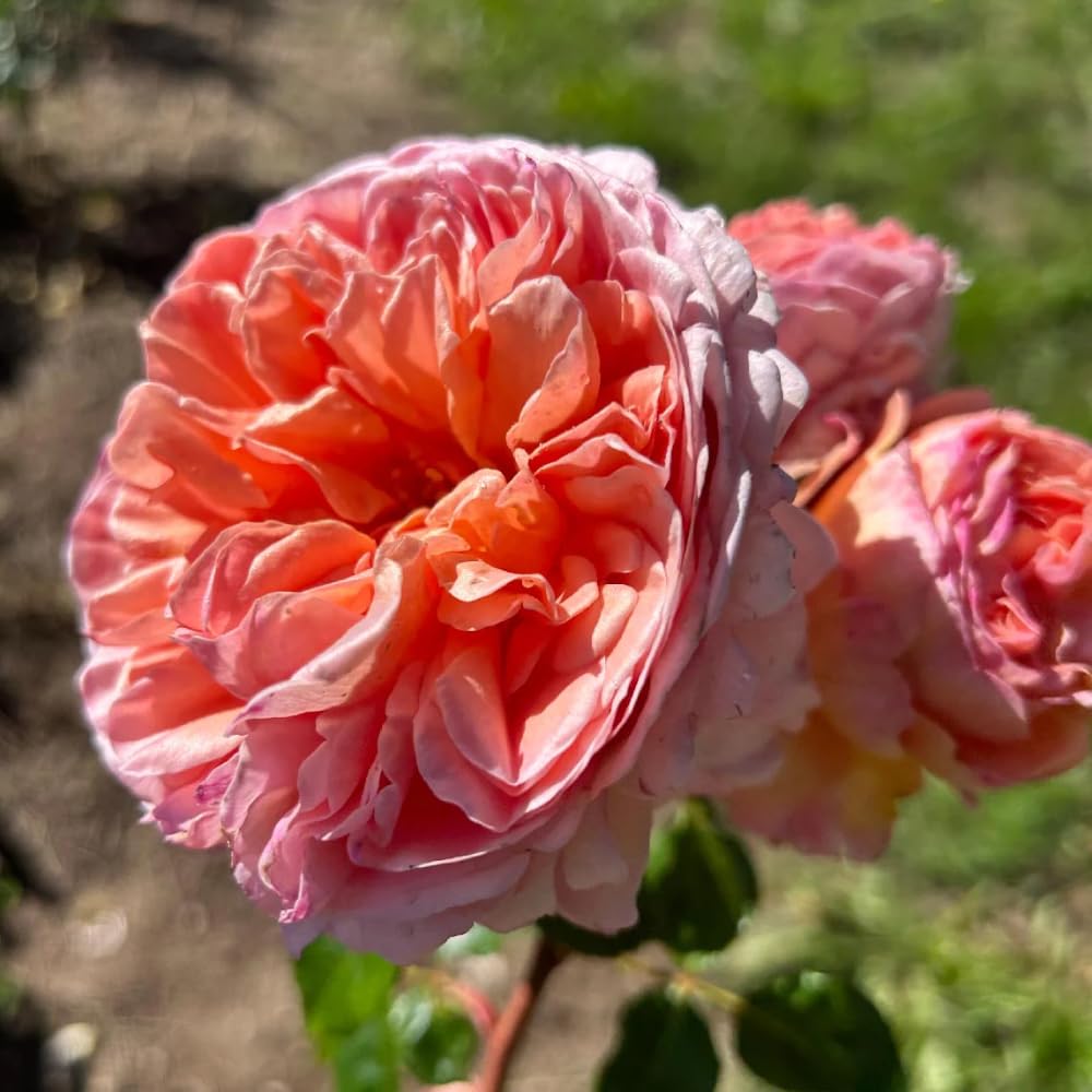 Rose Plant Live for Planting, Bareroot 6-10 Inch Tall, Climbing Vine Bush Shrub for Flowering (Apricot Pink Rose)