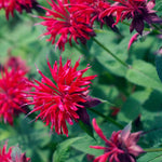 2 Red Bee Balm Plants Live, Perennial Garden Plugs 2-5" Tall, Red Flowers for Outdoor Planting