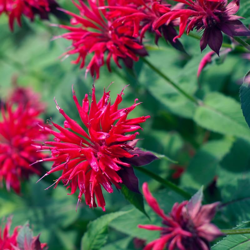 3 Red Bee Balm Live Plants, Hardy Perennial Bee Balm Plants Ready to Grow Home Garden